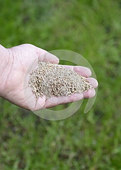Hand holding rye grass seed