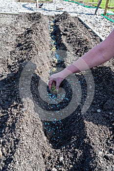 Hand holding seed potato to plant in furrow in garden