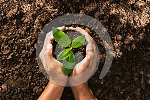 hand holding seed tree in bag for planting photo