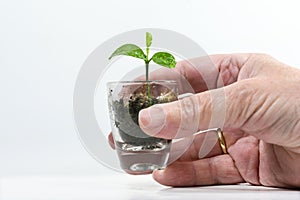 Hand holding a seedling of a lemon tree in a small glass, living plant as nature and green business metaphor for care, patience,