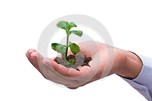 The hand holding seedling in new life concept on white