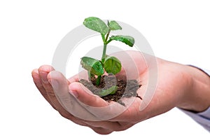 The hand holding seedling in new life concept on white