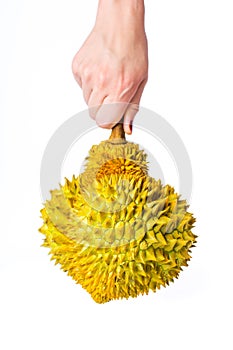 Hand holding sharp durian tropical fruit isolated