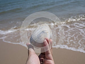 Hand holding a shell on the background is sandy beach and the sea