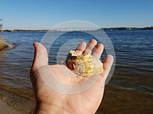 Hand holding shell near water and bridge in Solomons Island Maryland