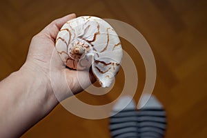 Hand holding shell shells blue white grey brown wooden floor