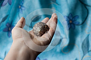 Hand holding shell shells blue white grey brown wooden floor