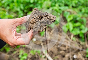 Hand holding showing earthworm