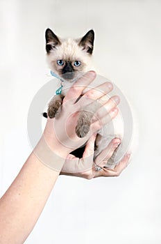 Hand holding a  Siamese kitten