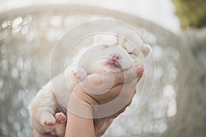 Hand holding siberian husky puppy