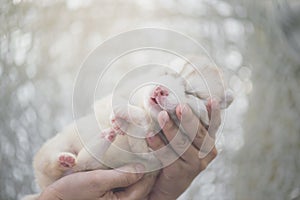 Hand holding siberian husky puppy