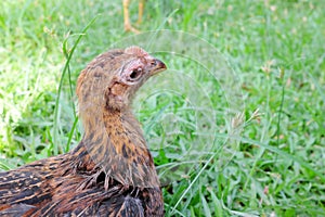 Hand holding a sick blind chicken infected with infectious coryza infection on swelling eyes.