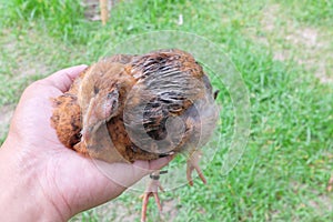 Hand holding a sick blind chicken infected with infectious coryza infection on swelling eyes.