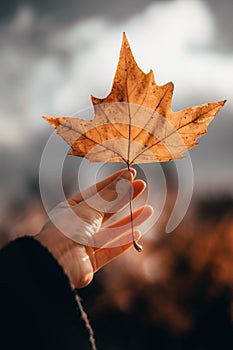 Hand Holding a single Autumn Leaf