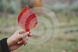 Hand Holding a single Autumn Leaf