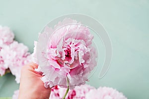 Hand holding single fresh and fluffy beautiful pink peony flower