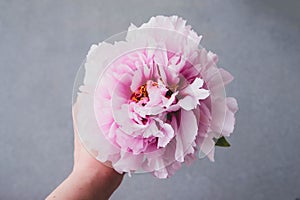 Hand holding single fresh and fluffy beautiful pink peony flower in full bloom