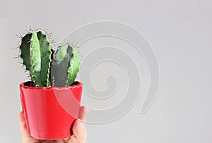 Hand holding a small cactus in a red pot