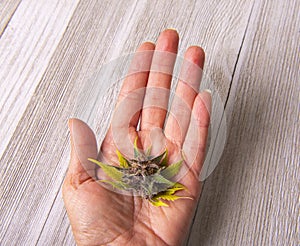 Hand holding small cannabis bud or flower