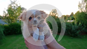 Hand holding a small cute Chihuahua puppy at sunset.