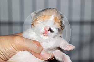 Hand holding a small Felidae fawn with eyes closed