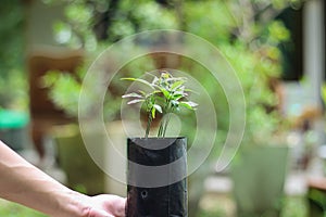 Hand holding small green plant in black plastic tree bag