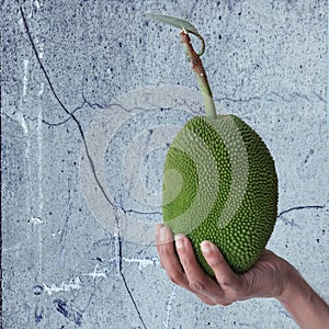 Hand holding small jack fruit