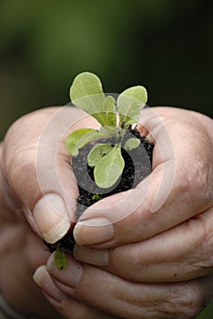 Mano posesión pequeno planta 