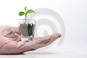 Hand holding a small plant, a seedling of a lemon tree in a small glass, green business concept for nature care, patience, and