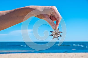 Hand holding small starfish.