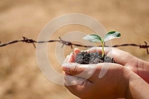 hand holding small tree for planting in garden. eco