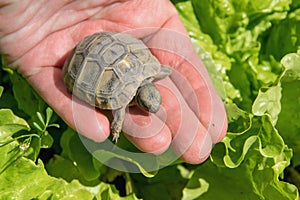 Hand holding a small turtle