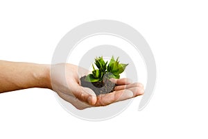 Hand holding small young plant, young tree isolated on white background