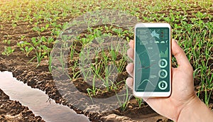 A hand is holding a smartphone with infographics on the background of leek and young cabbage plantations. Growing vegetables on