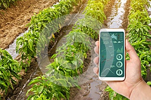 A hand is holding a smartphone with infographics on the background of traditional watering pepper plantations. Farming