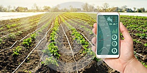 A hand is holding a smartphone with irrigation system management and analytics of data on the status of potato bushes