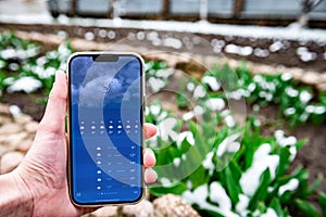 Hand holding smartphone showing weather against background of melting snow, green plants in early spring.