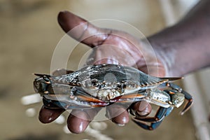 Hand holding soft shell crab