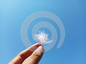 Hand Holding Soft White Duck Feather During A Hot Day with Clear Blue Sky Background