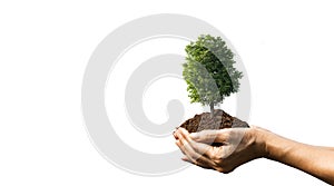 Hand holding of soil with tree on top isolated on white background