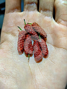 Hand holding something. A type of pepper and belongs to the betel-betel tribe or Piperaceae. Also known as Javanese chili.