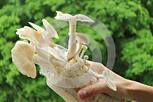 Hand Holding Spawn Bag of Matured Indian Oyster Mushrooms Grown as Houseplants