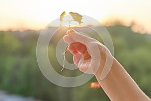 Hand holding sprout of small maple tree, conceptual photo background sunset golden hour