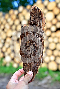 Hand holding spruce bark infested with bark beetles Ips Typographus