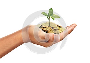 Hand holding stack of golden coins with small plant growing