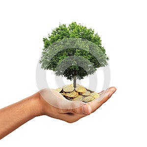 Hand holding stack of golden coins with tree growing