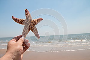 Hand holding starfish