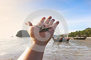 Hand holding starfish with sea view background