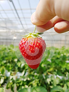 Hand holding strawberry in the garden, organic farm