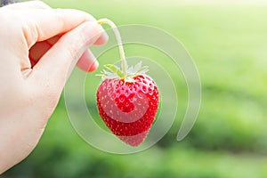 Hand holding a strawberry